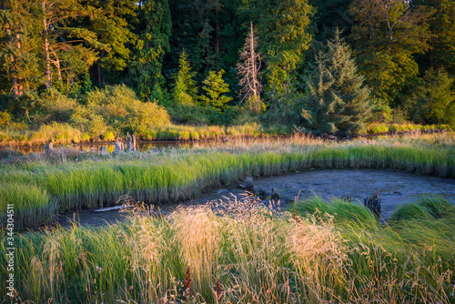 Sunset light on a saltwater estuary near Blaine, Washington, USA. photo