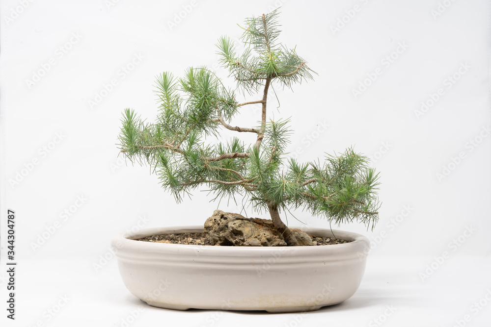 Bonsai pino Bonsai pino