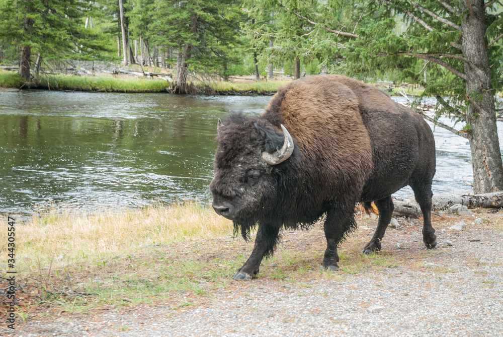BISON BISON