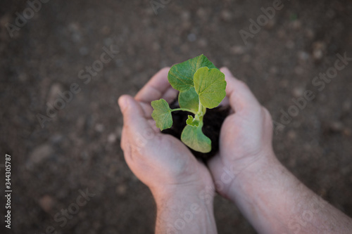 Gardener planting pumpkin seedlings. Spring garden.