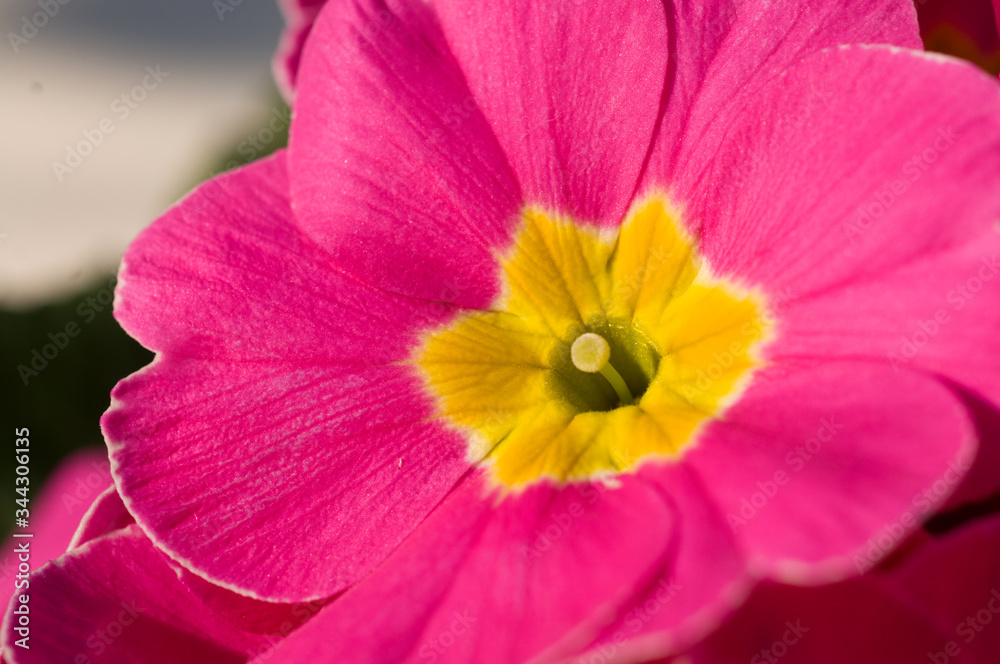 Close up of a primrose or primula flower in a spring garden Close up of a primrose or primula flower in a spring garden