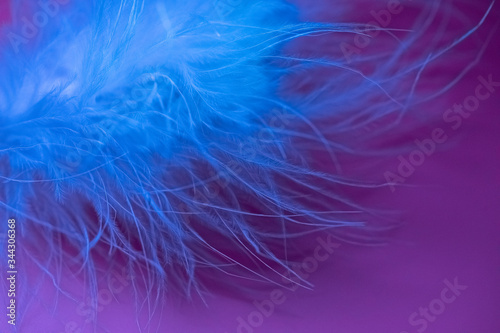Delicate swan fluff on a purple background in a blue tint of light. Blurred focus. Selective focus. defocus.