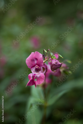 Beautiful flowers from a botanical garden