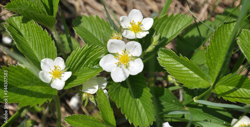 Wild strawberries bloom in nature