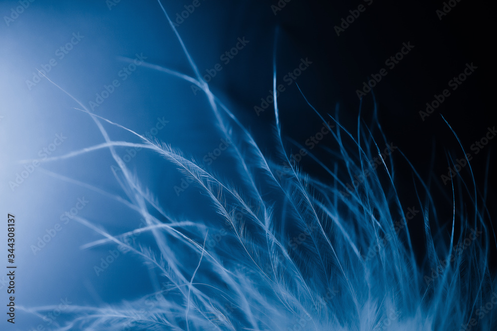 The most gentle swan fluff on a blue background. Blurred focus. Selective focus. defocus. Beautiful texture of fluff The most gentle swan fluff on a blue background. Blurred focus. Selective focus. defocus. Beautiful texture of fluff
