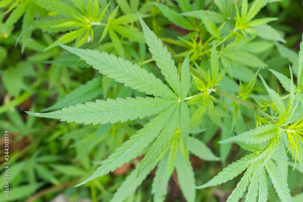 Hemp plant leaf shot close Hemp plant leaf shot close
