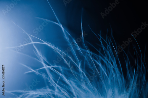 The most gentle swan fluff on a blue background. Blurred focus. Selective focus. defocus. Beautiful texture of fluff