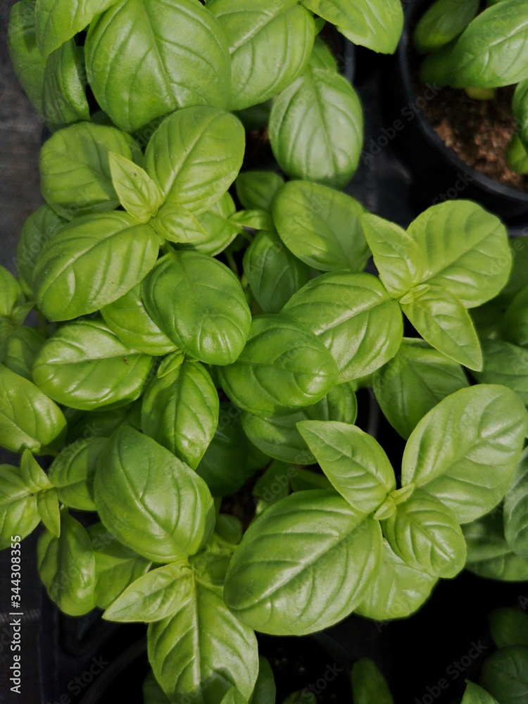plantes aromatiques - basilic plantes aromatiques - basilic