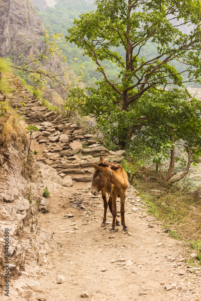 Fototapeta premium Donkey in the middle of a mountain path in the mountains of Nepal