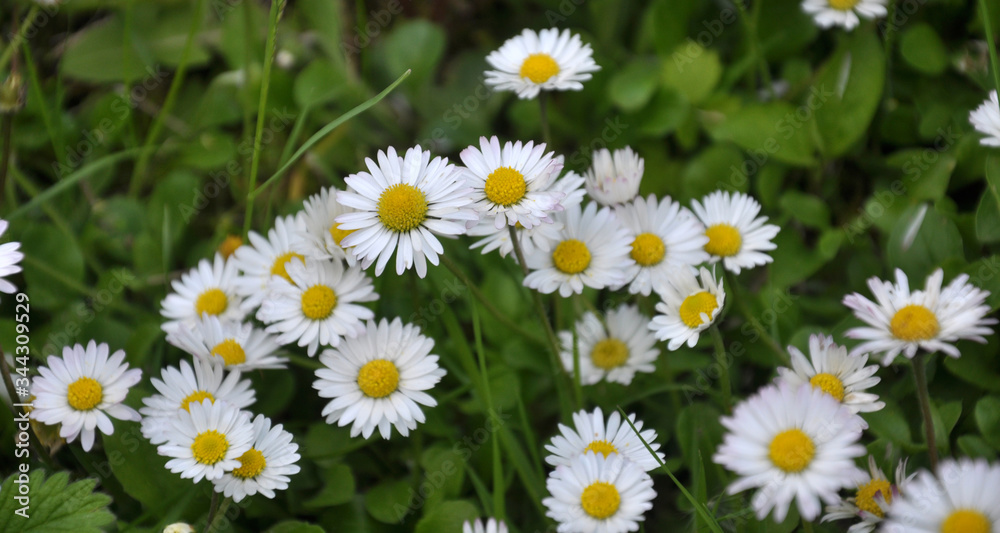 The perennial Bellis perennis bloom in nature The perennial Bellis perennis bloom in nature
