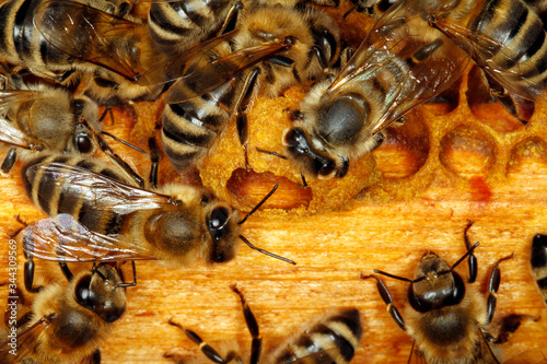 Bee, Honeybee, Apis mellifera, Thuringia, Germany, Europe