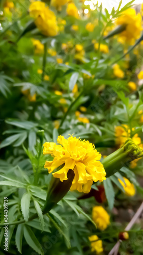 Yellow flowers in the garden