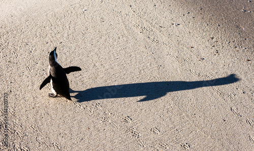 African penguin and its huge shadow at Boulders Beach, Simon's Town, South Africa 