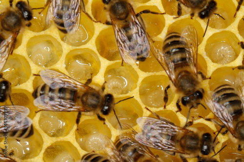 Bee, Honeybee, Apis mellifera, Thuringia, Germany, Europe photo