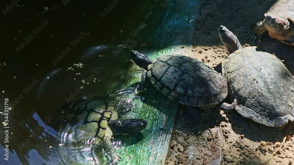 closeup large water turtle climbs out from handmade green pond on gray sand closeup large water turtle climbs out from handmade green pond on gray sand