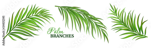 Green realistic palm branches set. Vector illustration.