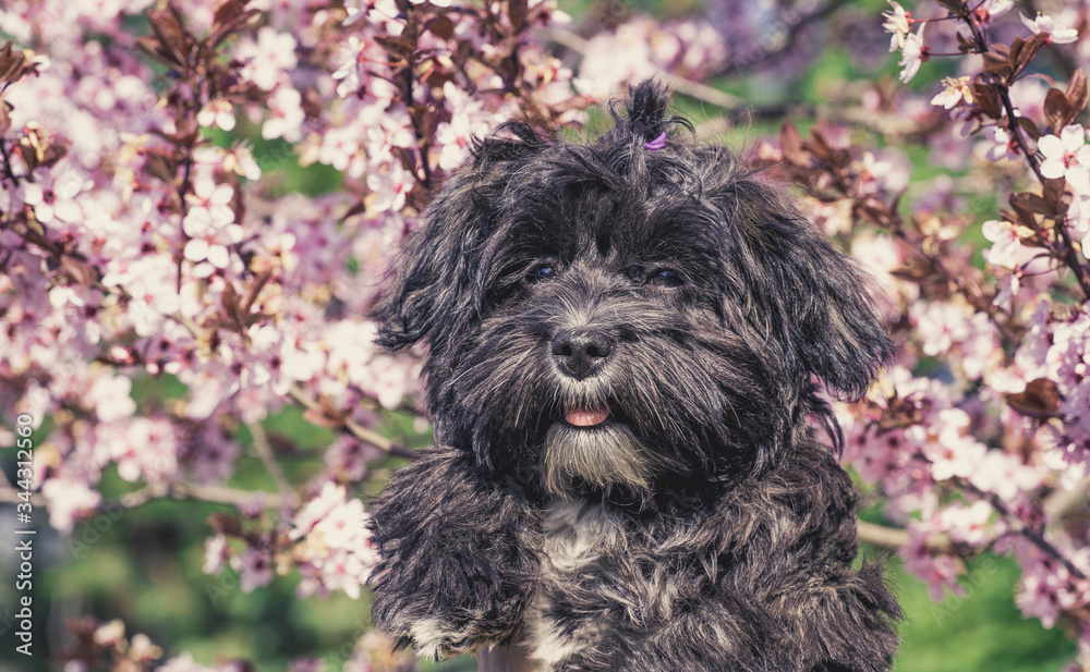 Bichon Havanese (Canis lupus familiaris) young female puppy. Cherry blossom tree in the background. 