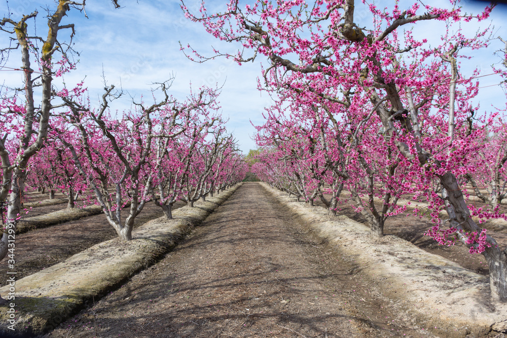 Fototapeta premium Looking Down Between the Pink Rows