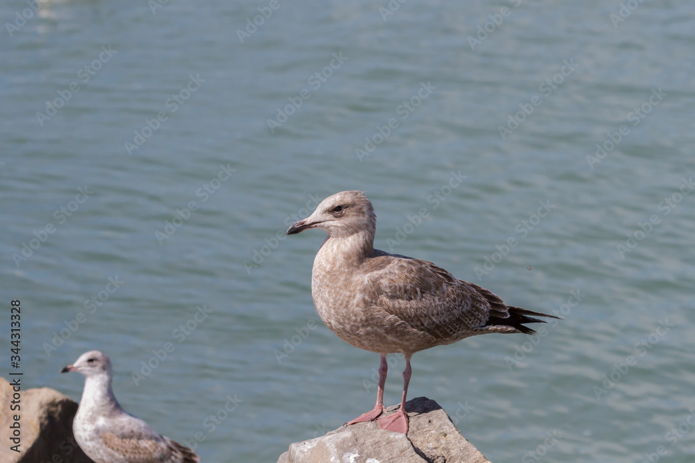 Immature Herring Gull standing on a large limestone rock. 