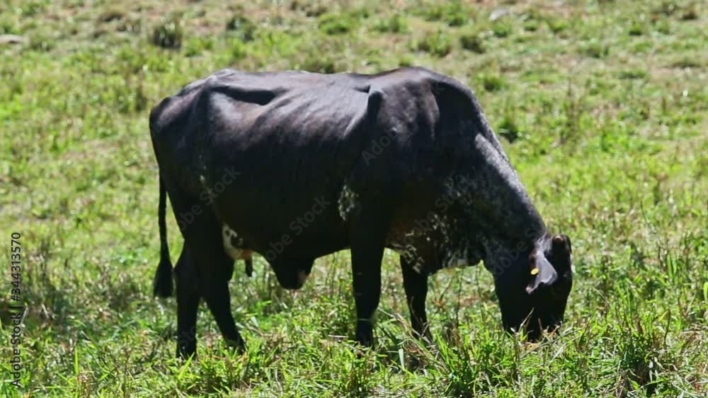closeup single big black domestic milk cow eat fresh grass at green pasture closeup single big black domestic milk cow eat fresh grass at green pasture