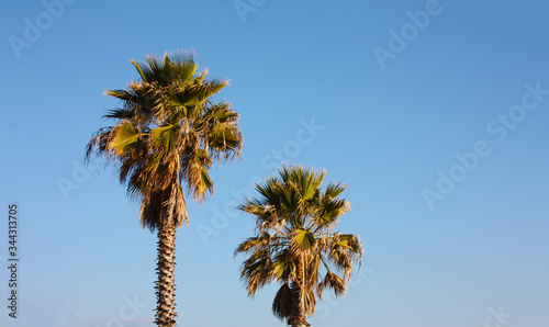 two tall palm trees in contrast against the blue sky