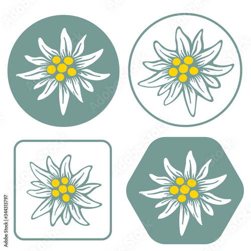 edelweiss flower icon vector alpine icon flat web sign symbol logo label