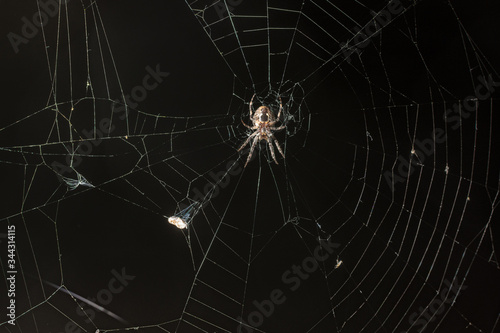 Orb-Weaver In Web At Night 