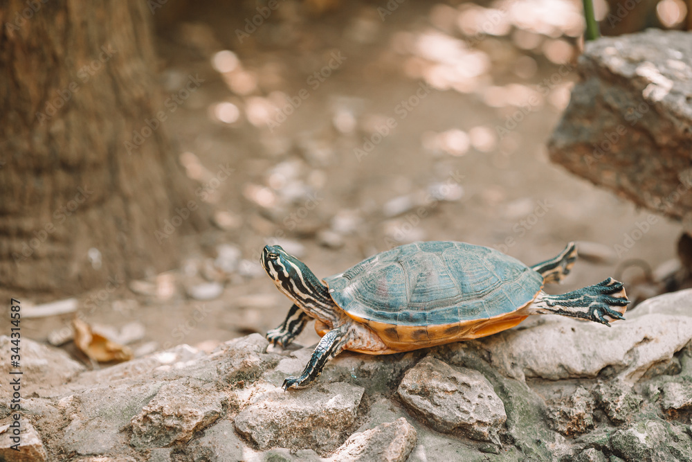 Fototapeta premium Sea turtles looking from the water in the reserve