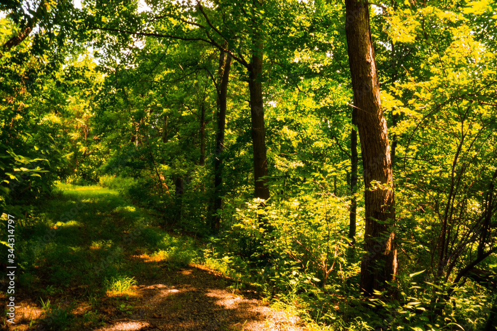 Obraz premium Trail Through the Forest