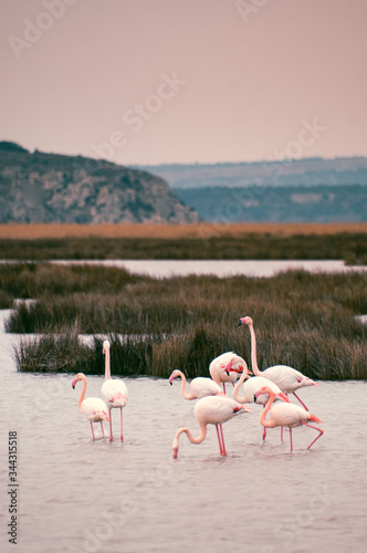 Flamingos in the middle of wild ponds at sunset near Narbonne in the Aude in France photo