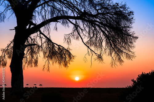 Silhouette of a bare tree during sunrise on the beach with enpty sky for text, copy space at Cirali in Antalya province, Turkey