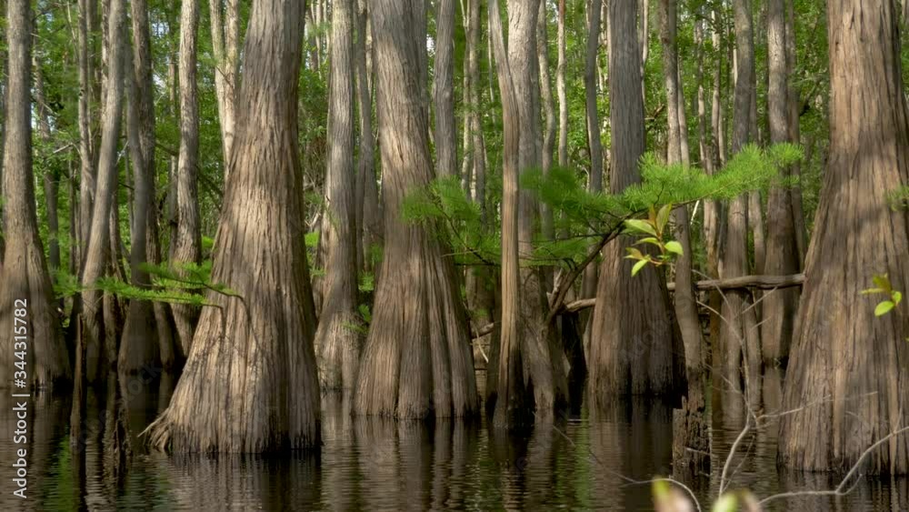 Sliding shot across swollen trunks of cypress and tupelo gum trees