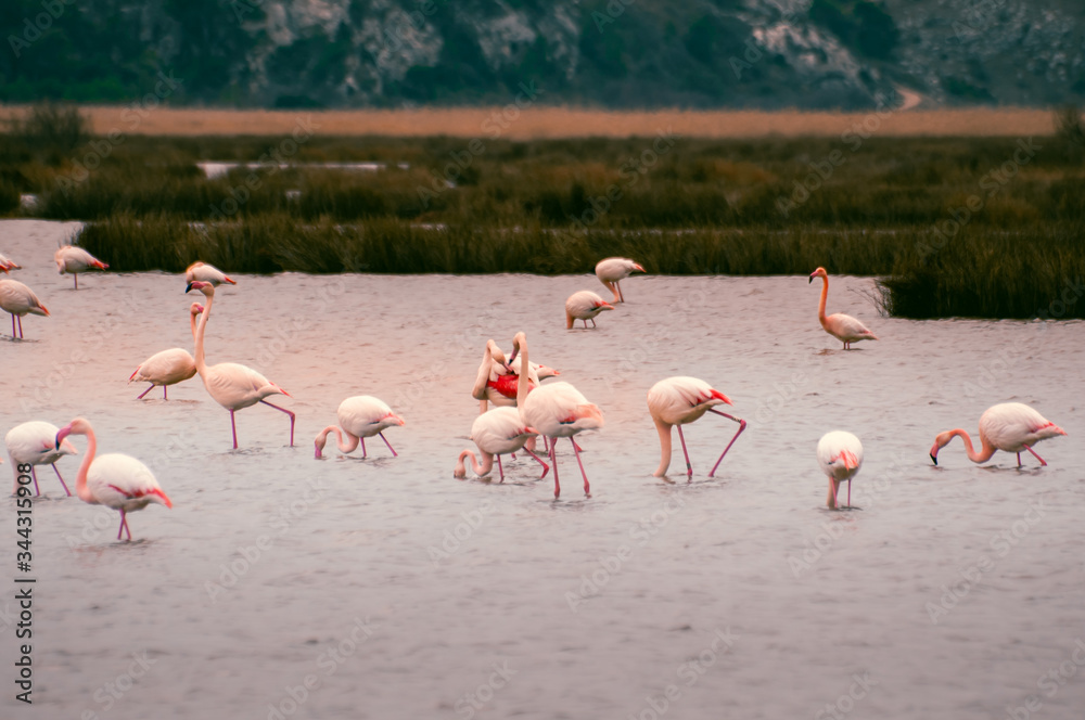 Obraz premium Flamingos in the middle of wild ponds at sunset near Narbonne in the Aude in France