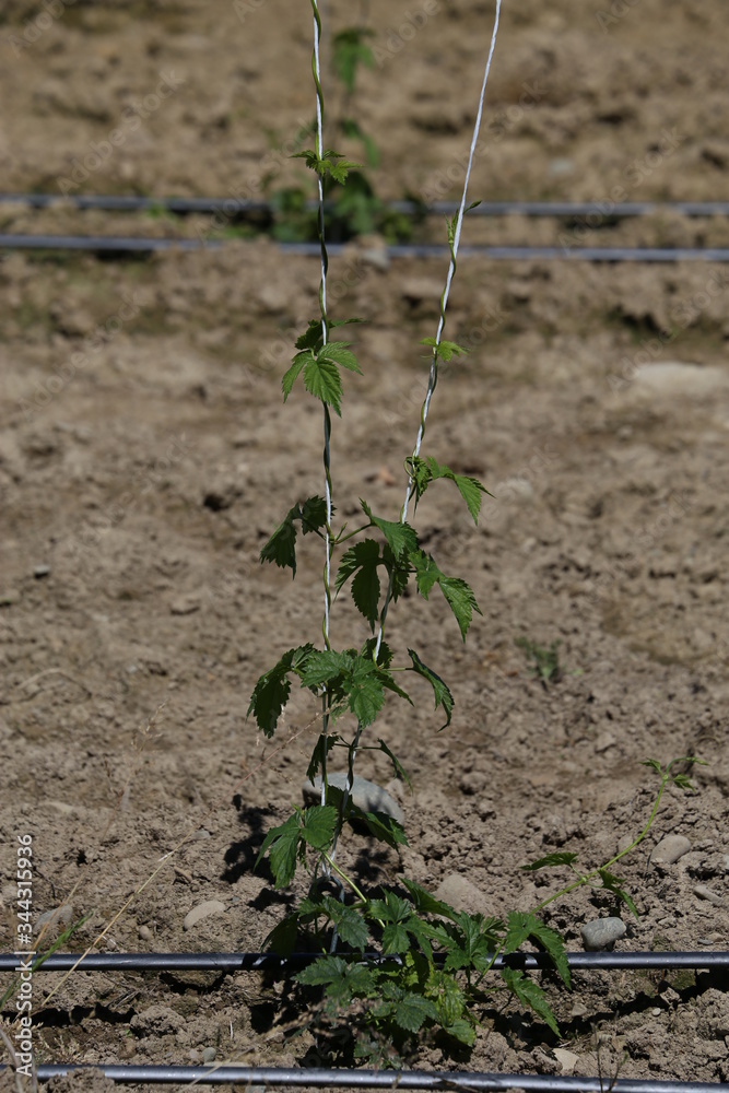 Hopfen4 Hopfen4