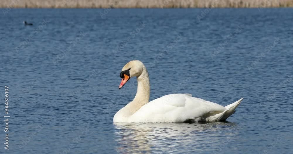 Wild bird mute swan (Cygnus olor) resting in spring pond with blue sky reflection, Czech Republic Europe wildlife Wild bird mute swan (Cygnus olor) resting in spring pond with blue sky reflection, Czech Republic Europe wildlife