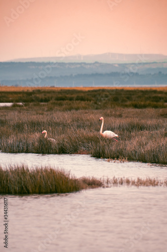 Flamingos in the middle of wild ponds at sunset near Narbonne in the Aude in France