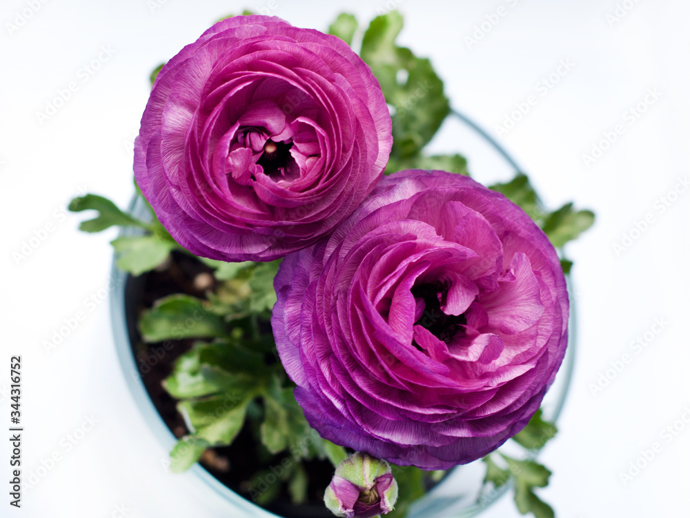 Beautiful purple ranunculuses flowers close up on white background. Ranunculus cultivation. Beautiful purple ranunculuses flowers close up on white background. Ranunculus cultivation.