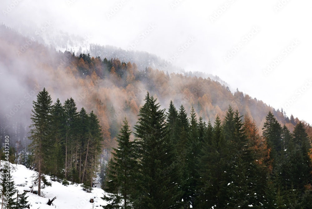 Fototapeta premium Il bosco montano di inverno
