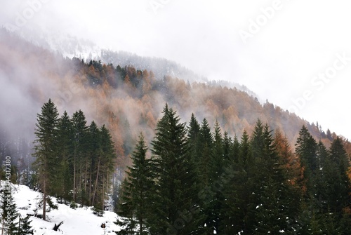 Il bosco montano di inverno