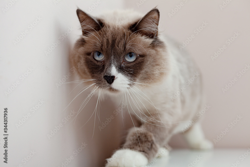Siberian cats, white neva masquerade. Trimmed cat on a light background Siberian cats, white neva masquerade. Trimmed cat on a light background