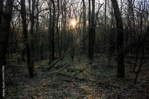 morning in the woods, утро в осеннем лесу