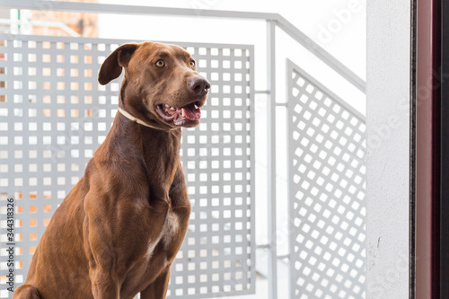 chocolate brown hunting dog sitting in profile