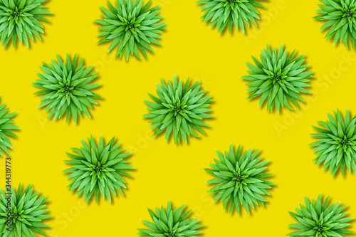 Natural background from chaotic lily leaves on a yellow base. Imitation of a desert surface with thorns.