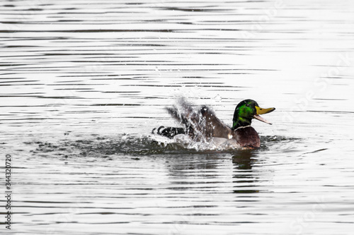A mallard splashing on a lake