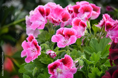 pink and red flowers with green leaves