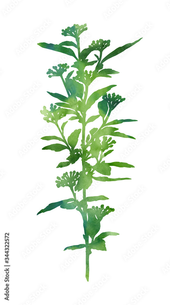 Fototapeta premium Zielona gałąź akwarela na białym tle na białym tle. Dekoracyjny obraz do kreatywnego projektowania kartek, zaproszeń, banerów, stron internetowych, plakatów itp. Piękna ręcznie malowana ilustracja.
