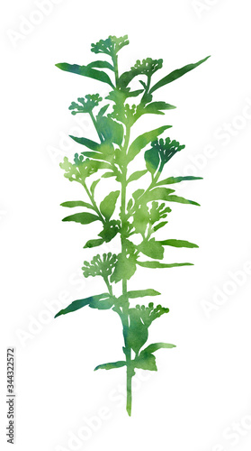 Green watercolour branch isolated on a white background. Decorative image for creative design of cards  invitations  banners  websites  posters  etc. Beautiful hand painted illustration.