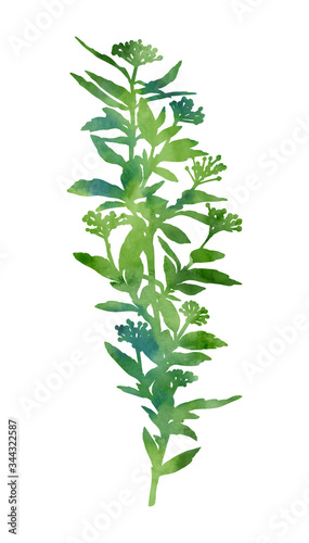 Green watercolour plant isolated on a white background. Decorative image for creative design of cards, invitations, banners, websites, posters, etc. Beautiful hand painted illustration.
