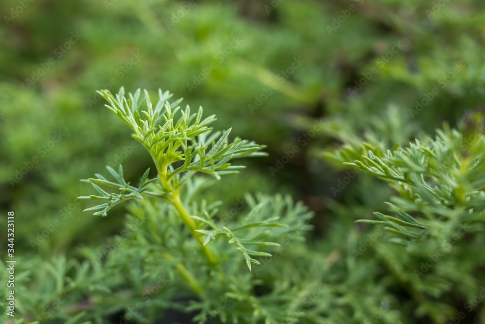 Beautiful foliage of a Glandularia plant Beautiful foliage of a Glandularia plant