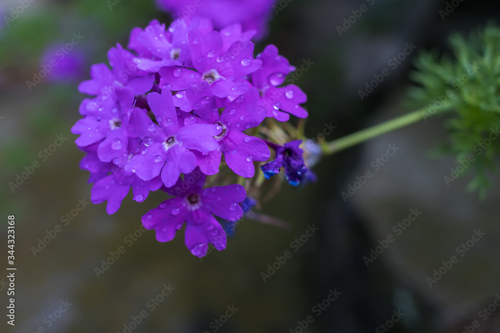 Purple and blue petals on this Glandularia plant Purple and blue petals on this Glandularia plant